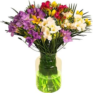 Just Freesia Bouquet Beautiful Fresh Flowers with Free Delivery, Fresh Freesa Flowers Delivered Next Day Prime Delivery, Flowers Fresh Bouquet, Perfect for Birthdays, Anniversaries and Thank You Gifts