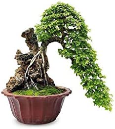 Organic Bonsai Compost with Added Perlite - Specialist Soil for Bonsai Trees (40 litres)