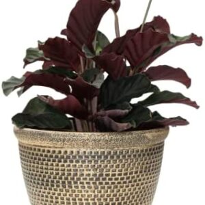Outdoor Garden Flower Planter Container - Large 10” 25cm Wide Plant Pot. Hand Painted Design. Lightweight Recycled Plastic. Indoor/Outdoor. For Deck, Patio, Balcony & Terrace. Antique Gold