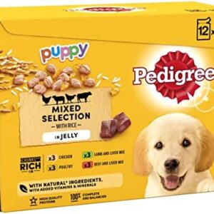 Pedigree Junior Wet Dog Food for Young Dogs and Puppies, 12 Pouches (12x100g)