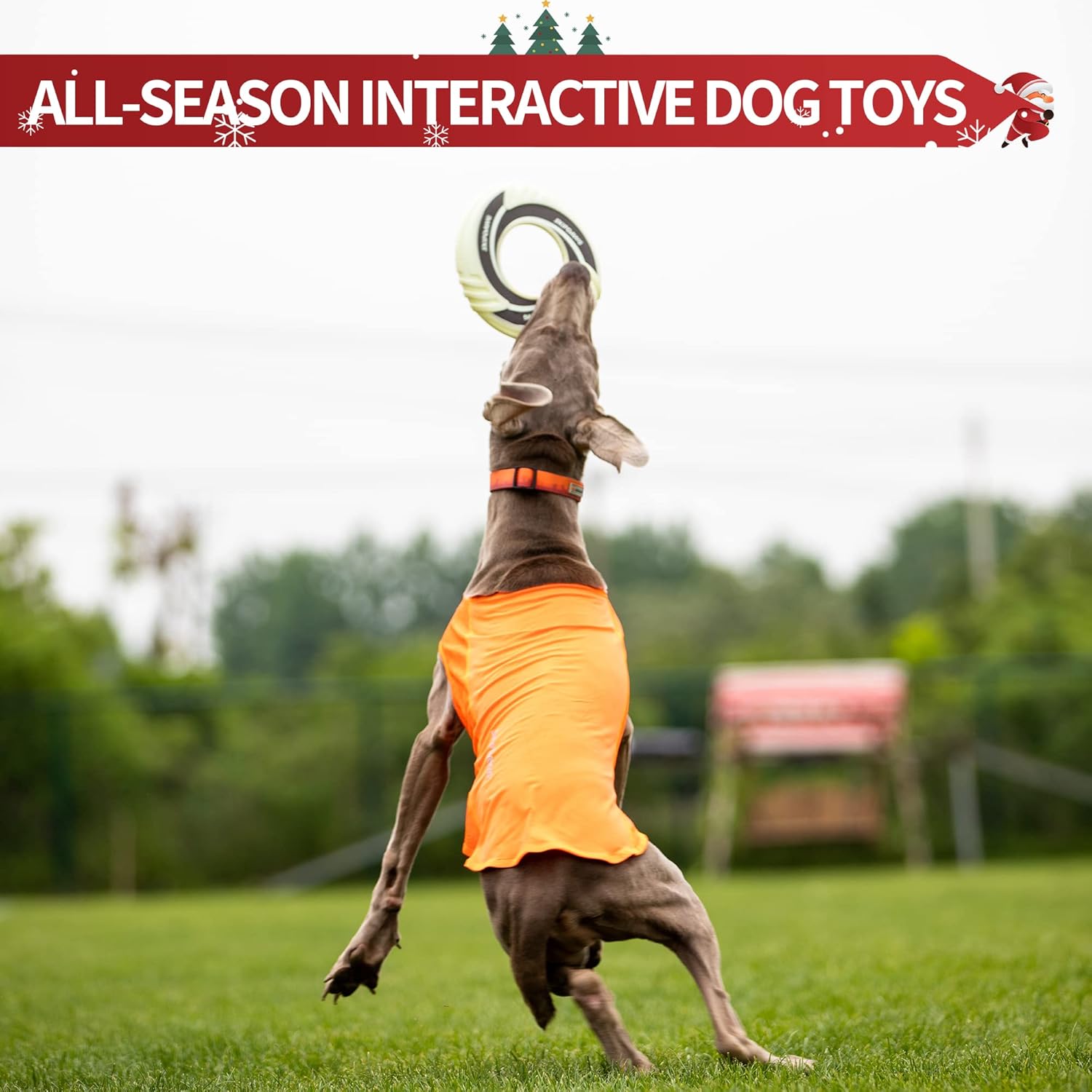 PETGEEK SKIPDAWG Glow Flyer Dog Toys, Dog Flying Disc Interactive Dog Toys - Floats in Water & Safe on Teeth, Beach Toys for Outdoor Play and Exercise - Image 5